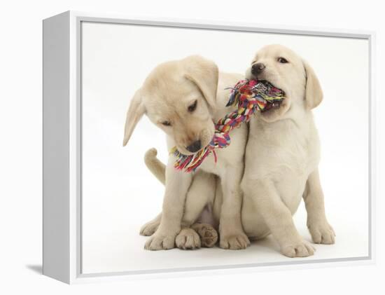 Yellow Labrador Retriever Puppies, 9 Weeks, Playing with a Ragger Toy-Mark Taylor-Framed Premier Image Canvas