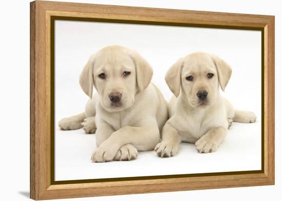 Yellow Labrador Retriever Puppies, 9 Weeks-Mark Taylor-Framed Premier Image Canvas