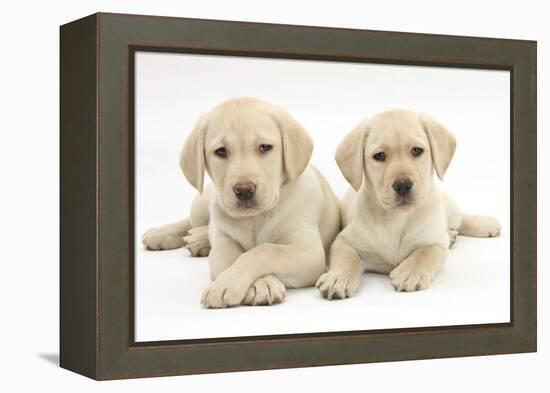 Yellow Labrador Retriever Puppies, 9 Weeks-Mark Taylor-Framed Premier Image Canvas