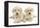 Yellow Labrador Retriever Puppies, 9 Weeks-Mark Taylor-Framed Premier Image Canvas