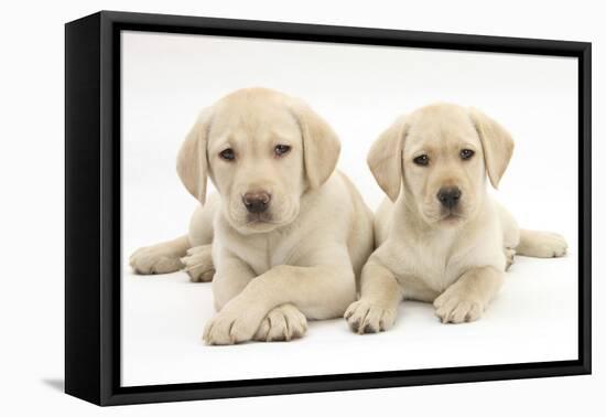 Yellow Labrador Retriever Puppies, 9 Weeks-Mark Taylor-Framed Premier Image Canvas