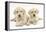 Yellow Labrador Retriever Puppies, 9 Weeks-Mark Taylor-Framed Premier Image Canvas