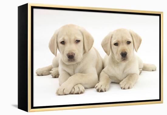 Yellow Labrador Retriever Puppies, 9 Weeks-Mark Taylor-Framed Premier Image Canvas