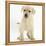 Yellow Labrador Retriever Puppy, 7 Weeks-Mark Taylor-Framed Premier Image Canvas