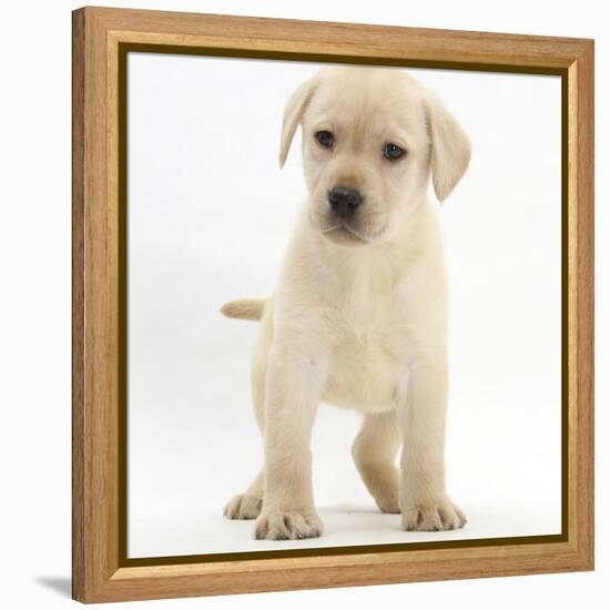 Yellow Labrador Retriever Puppy, 7 Weeks-Mark Taylor-Framed Premier Image Canvas