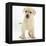 Yellow Labrador Retriever Puppy, 7 Weeks-Mark Taylor-Framed Premier Image Canvas