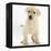 Yellow Labrador Retriever Puppy, 7 Weeks-Mark Taylor-Framed Premier Image Canvas