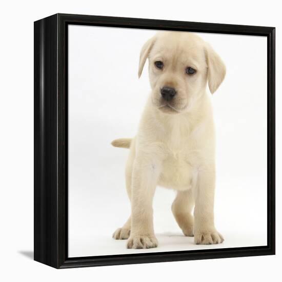 Yellow Labrador Retriever Puppy, 7 Weeks-Mark Taylor-Framed Premier Image Canvas