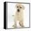 Yellow Labrador Retriever Puppy, 7 Weeks-Mark Taylor-Framed Premier Image Canvas