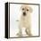 Yellow Labrador Retriever Puppy, 7 Weeks-Mark Taylor-Framed Premier Image Canvas