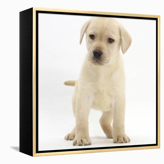 Yellow Labrador Retriever Puppy, 7 Weeks-Mark Taylor-Framed Premier Image Canvas