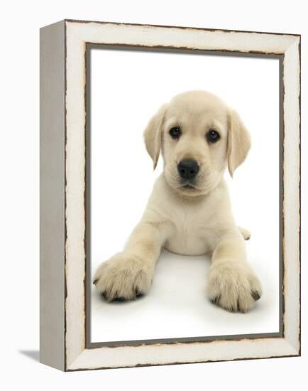 Yellow Labrador Retriever Puppy, 8 Weeks, Lying with Head Up-Mark Taylor-Framed Premier Image Canvas