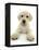 Yellow Labrador Retriever Puppy, 8 Weeks, Lying with Head Up-Mark Taylor-Framed Premier Image Canvas