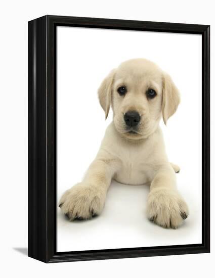 Yellow Labrador Retriever Puppy, 8 Weeks, Lying with Head Up-Mark Taylor-Framed Premier Image Canvas