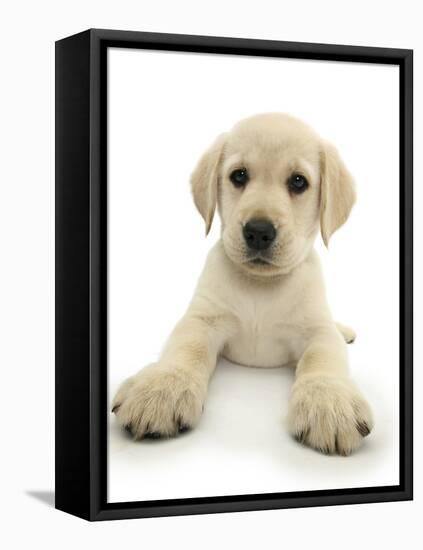 Yellow Labrador Retriever Puppy, 8 Weeks, Lying with Head Up-Mark Taylor-Framed Premier Image Canvas