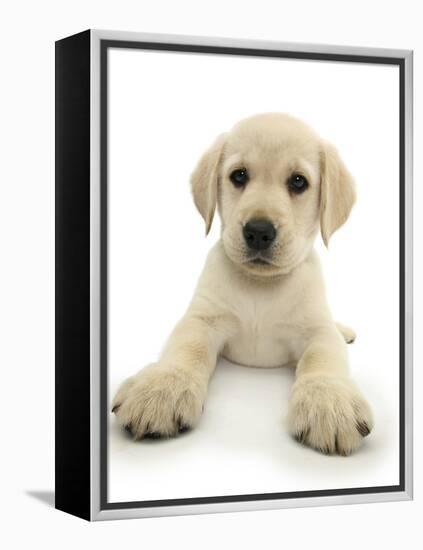 Yellow Labrador Retriever Puppy, 8 Weeks, Lying with Head Up-Mark Taylor-Framed Premier Image Canvas