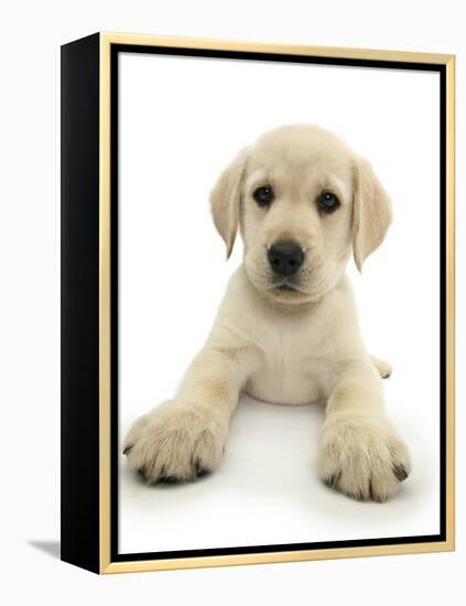 Yellow Labrador Retriever Puppy, 8 Weeks, Lying with Head Up-Mark Taylor-Framed Premier Image Canvas