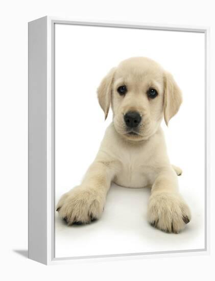 Yellow Labrador Retriever Puppy, 8 Weeks, Lying with Head Up-Mark Taylor-Framed Premier Image Canvas