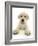 Yellow Labrador Retriever Puppy, 8 Weeks, Lying with Head Up-Mark Taylor-Framed Photographic Print