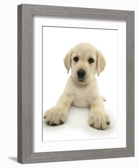 Yellow Labrador Retriever Puppy, 8 Weeks, Lying with Head Up-Mark Taylor-Framed Photographic Print