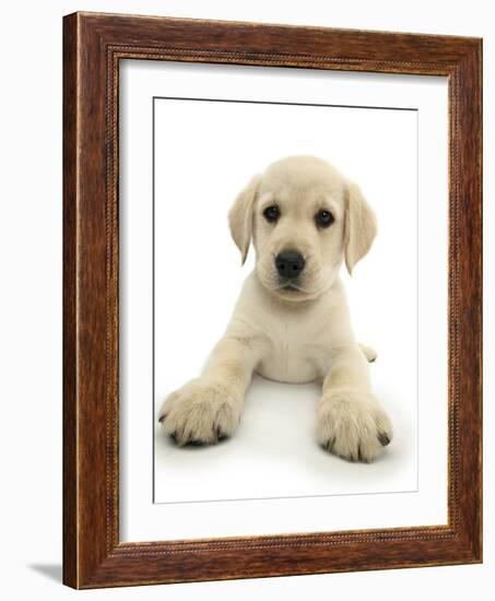 Yellow Labrador Retriever Puppy, 8 Weeks, Lying with Head Up-Mark Taylor-Framed Photographic Print