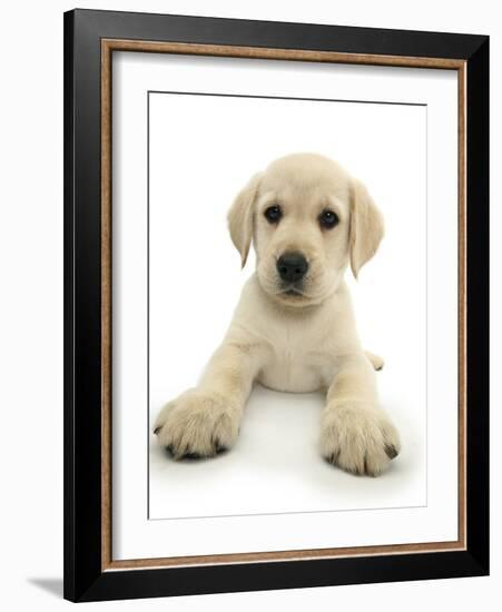 Yellow Labrador Retriever Puppy, 8 Weeks, Lying with Head Up-Mark Taylor-Framed Photographic Print