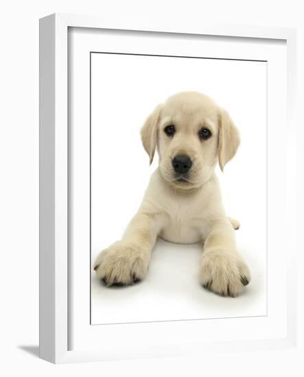 Yellow Labrador Retriever Puppy, 8 Weeks, Lying with Head Up-Mark Taylor-Framed Photographic Print