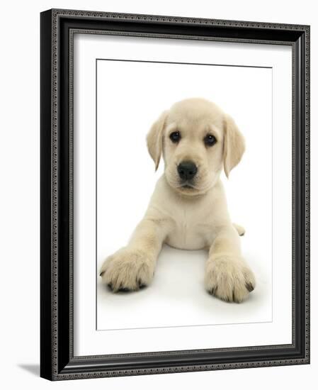 Yellow Labrador Retriever Puppy, 8 Weeks, Lying with Head Up-Mark Taylor-Framed Photographic Print