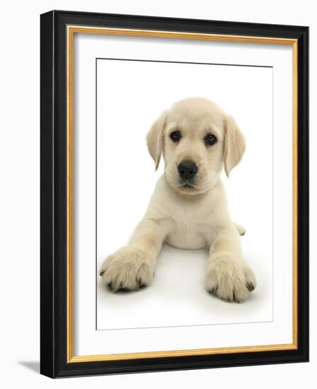 Yellow Labrador Retriever Puppy, 8 Weeks, Lying with Head Up-Mark Taylor-Framed Photographic Print