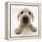 Yellow Labrador Retriever Puppy, 8 Weeks Old, Lying with Head Up-Mark Taylor-Framed Premier Image Canvas