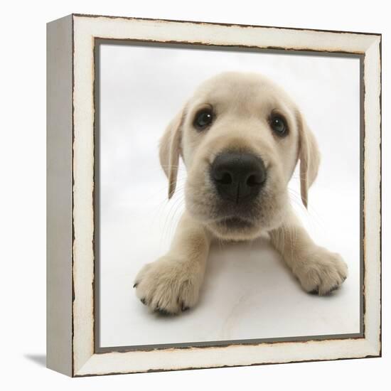 Yellow Labrador Retriever Puppy, 8 Weeks Old, Lying with Head Up-Mark Taylor-Framed Premier Image Canvas