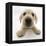 Yellow Labrador Retriever Puppy, 8 Weeks Old, Lying with Head Up-Mark Taylor-Framed Premier Image Canvas