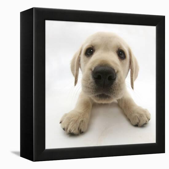 Yellow Labrador Retriever Puppy, 8 Weeks Old, Lying with Head Up-Mark Taylor-Framed Premier Image Canvas