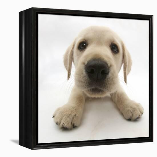 Yellow Labrador Retriever Puppy, 8 Weeks Old, Lying with Head Up-Mark Taylor-Framed Premier Image Canvas