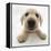 Yellow Labrador Retriever Puppy, 8 Weeks Old, Lying with Head Up-Mark Taylor-Framed Premier Image Canvas