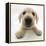 Yellow Labrador Retriever Puppy, 8 Weeks Old, Lying with Head Up-Mark Taylor-Framed Premier Image Canvas