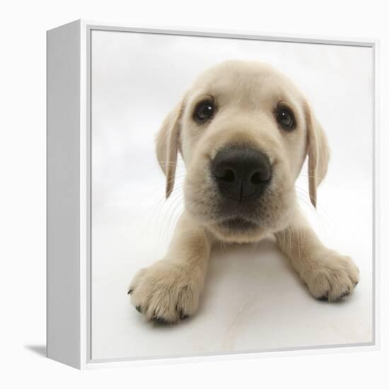 Yellow Labrador Retriever Puppy, 8 Weeks Old, Lying with Head Up-Mark Taylor-Framed Premier Image Canvas