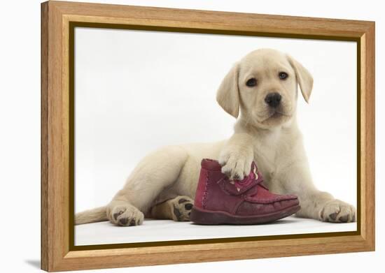 Yellow Labrador Retriever Puppy, 8 Weeks, with a Child's Shoe-Mark Taylor-Framed Premier Image Canvas