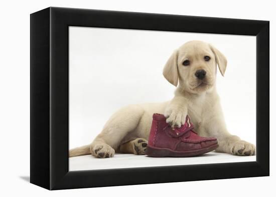 Yellow Labrador Retriever Puppy, 8 Weeks, with a Child's Shoe-Mark Taylor-Framed Premier Image Canvas