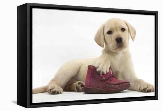 Yellow Labrador Retriever Puppy, 8 Weeks, with a Child's Shoe-Mark Taylor-Framed Premier Image Canvas