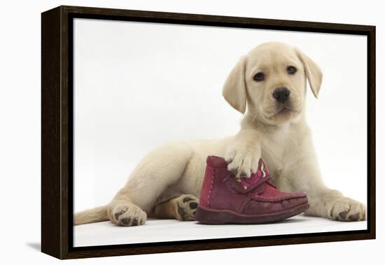 Yellow Labrador Retriever Puppy, 8 Weeks, with a Child's Shoe-Mark Taylor-Framed Premier Image Canvas