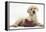 Yellow Labrador Retriever Puppy, 8 Weeks, with a Child's Shoe-Mark Taylor-Framed Premier Image Canvas