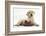 Yellow Labrador Retriever Puppy, 8 Weeks, with a Child's Shoe-Mark Taylor-Framed Photographic Print