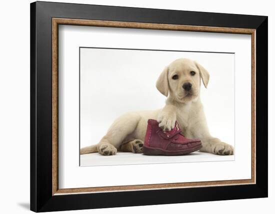 Yellow Labrador Retriever Puppy, 8 Weeks, with a Child's Shoe-Mark Taylor-Framed Photographic Print