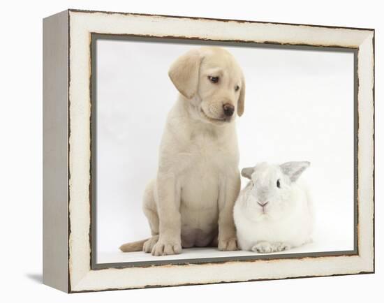 Yellow Labrador Retriever Puppy, 8 Weeks, with White Rabbit-Mark Taylor-Framed Premier Image Canvas