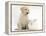 Yellow Labrador Retriever Puppy, 8 Weeks, with White Rabbit-Mark Taylor-Framed Premier Image Canvas