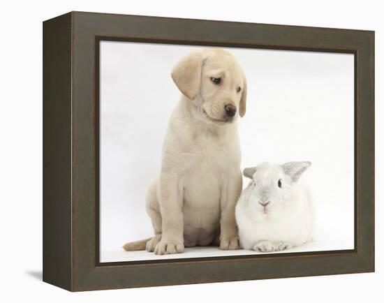 Yellow Labrador Retriever Puppy, 8 Weeks, with White Rabbit-Mark Taylor-Framed Premier Image Canvas