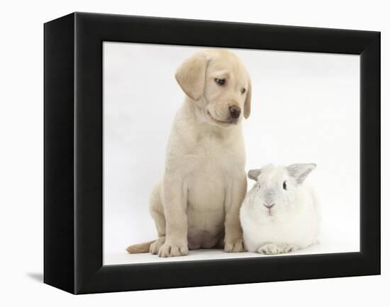 Yellow Labrador Retriever Puppy, 8 Weeks, with White Rabbit-Mark Taylor-Framed Premier Image Canvas