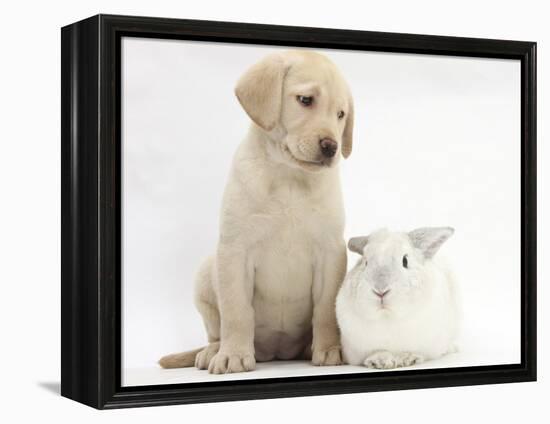 Yellow Labrador Retriever Puppy, 8 Weeks, with White Rabbit-Mark Taylor-Framed Premier Image Canvas