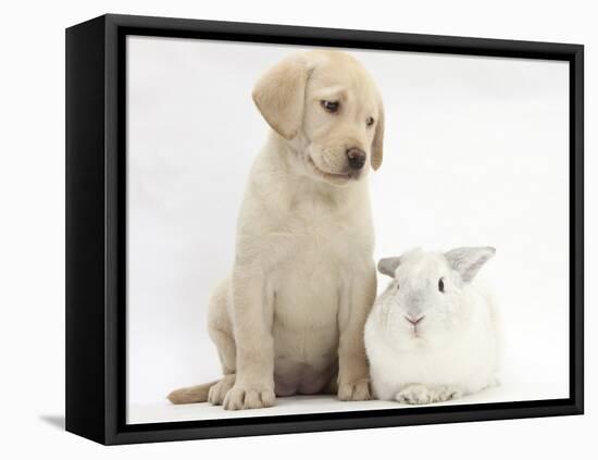 Yellow Labrador Retriever Puppy, 8 Weeks, with White Rabbit-Mark Taylor-Framed Premier Image Canvas